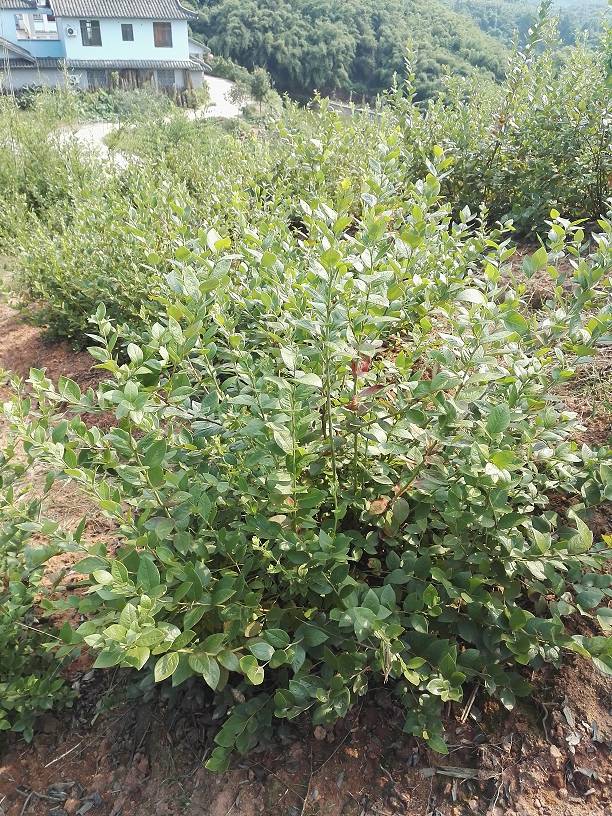 瀘州納溪藍莓種苗基地