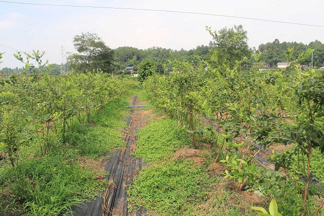 成都邛崍藍莓種植基地