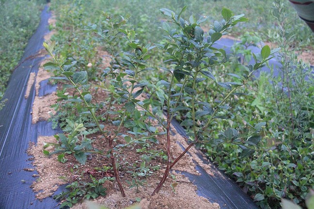 四川省雅安市石棉縣藍莓種植基地