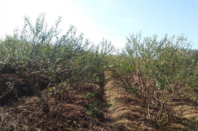 廣安市武勝縣藍莓種植基地